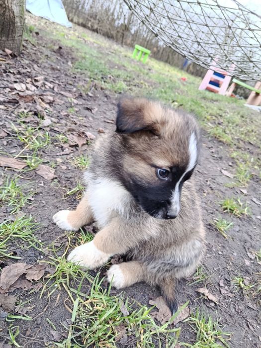 Oddam suczkę owczarek mix