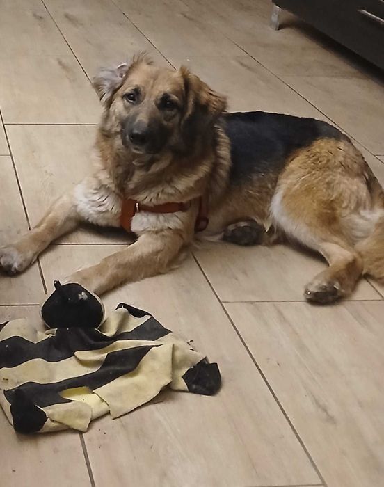 Sliczna młodziutka Molly do adopcji