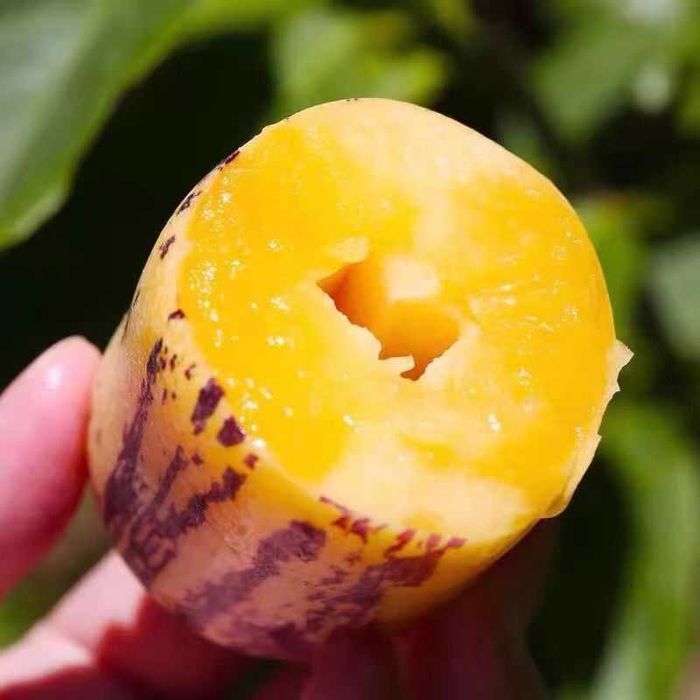 Насіння соковитого пепіно сорту "Женьшень", 20 штук