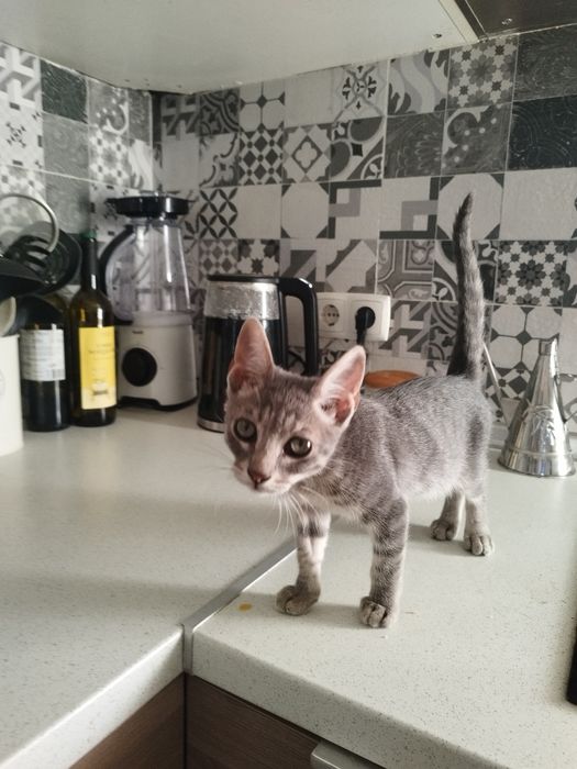 Gatinhos bebés para adoção responsável.