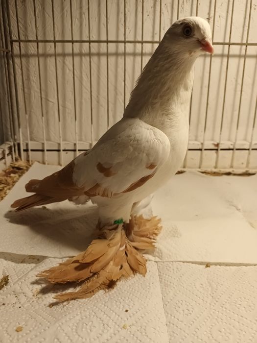 Gołąb. Wiedyn żółty samica. 25