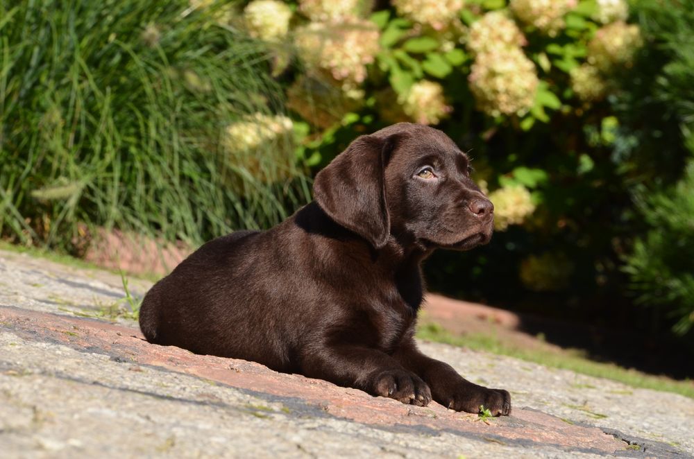 Labrador retriever FCI  SUCZKA