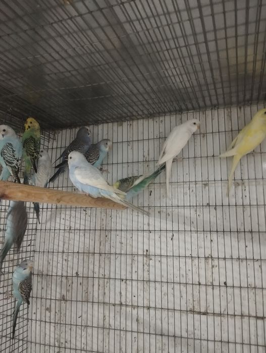 Piriquitos e mandarins