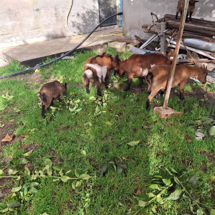 Cabras anas machos e femeas