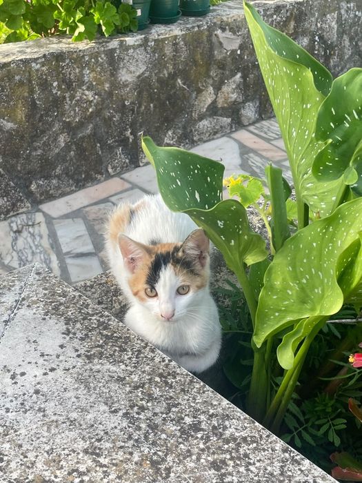 3 gatinhos com 5 meses para adoção
