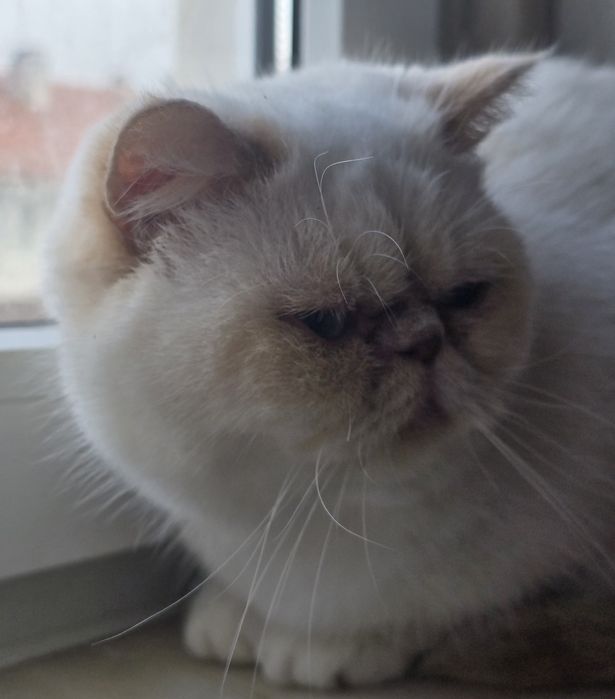 Himalaia red point flat face