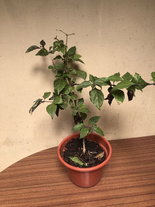 Planta malagueta Dark Naga Red