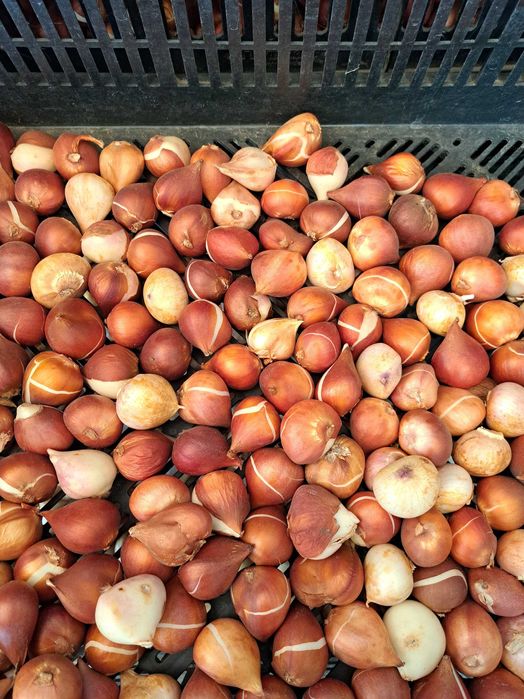 Продам детку тюльпана.