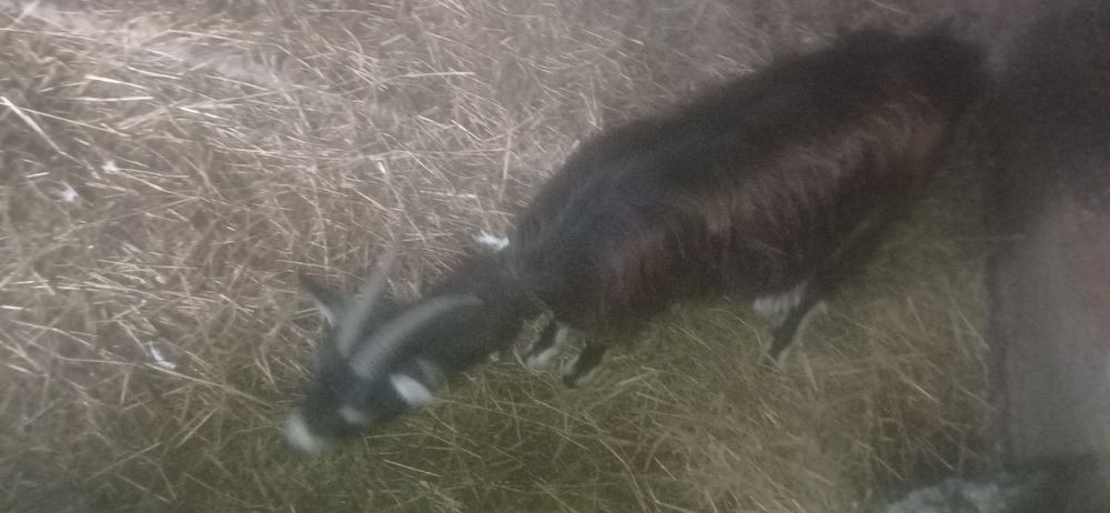 Продам молоду козу