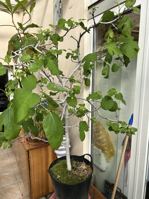 Figi drzewo figowe 11 lat  wysokość 150 cm