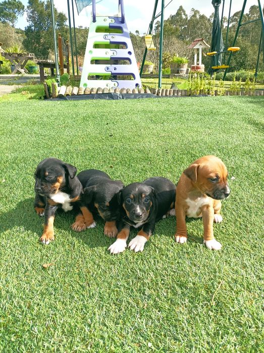 Lindos filhotes  disponíveis para doação