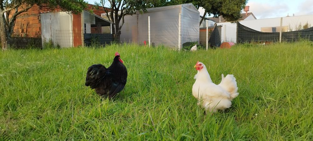 Casal de Pekins.
