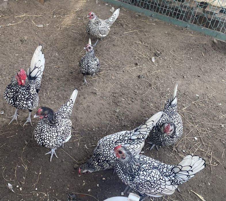 Jaja legowe sebrytka