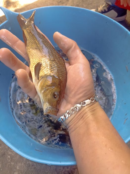 Sandacz wiosenny karp Amur Lin Jesiotr i wiele innych