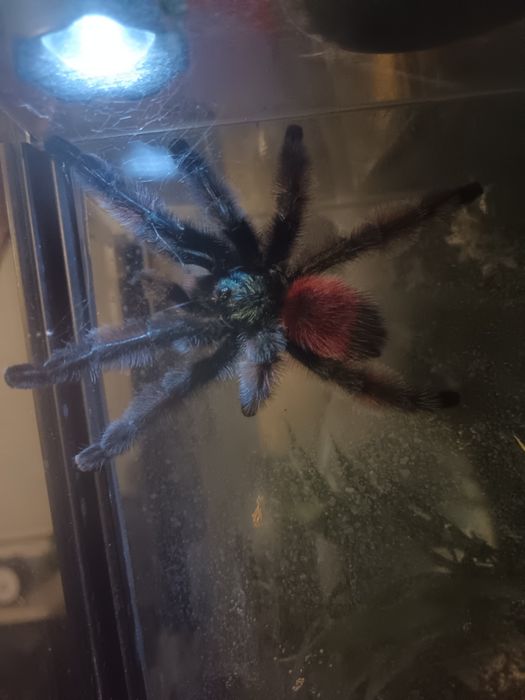 Caribena Versicolor