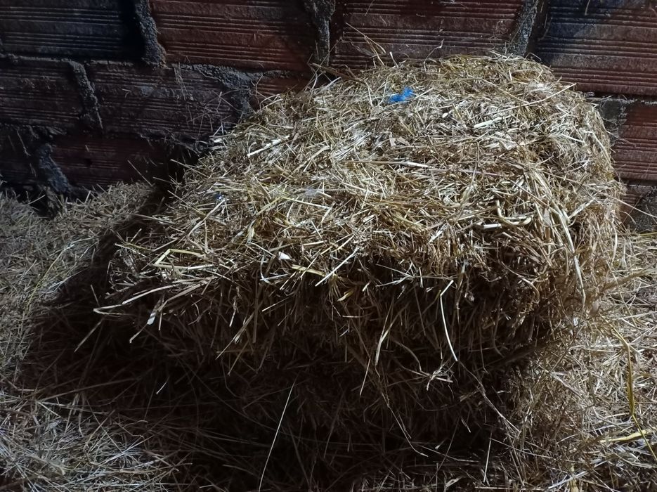 Fardos de palha. Feno