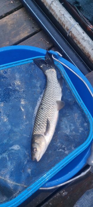 Narybek i kroczek karasia