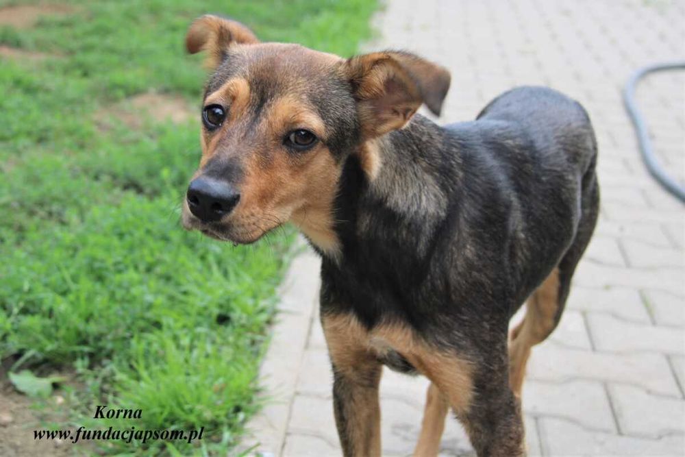 Korna lękliwa suczka