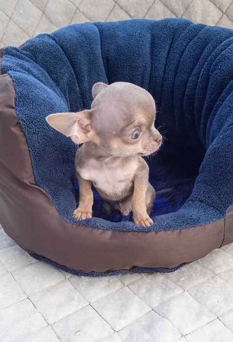 Мальчик чихуа мини размер