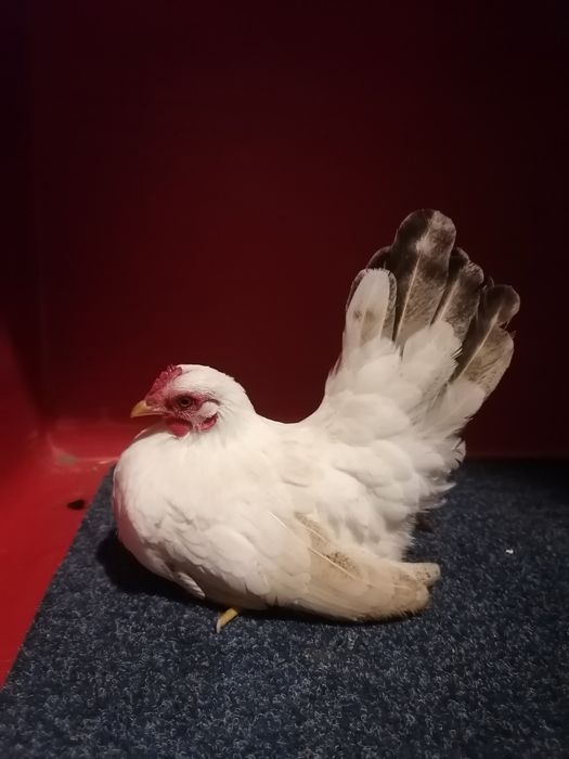 Chabo 2025 kury koguty