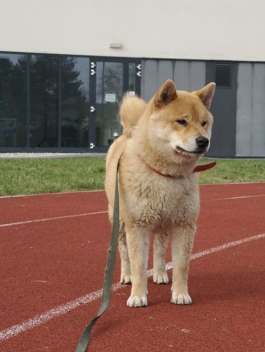 Shiba Inu śliczny piesk ZKwP/FCI