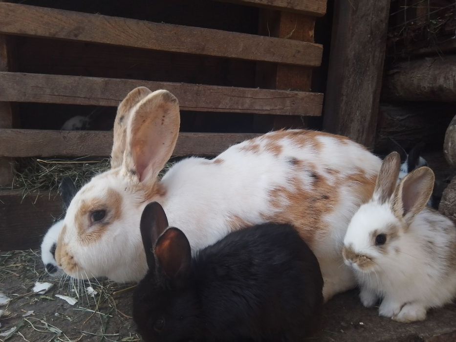 Продам молодих кроликів