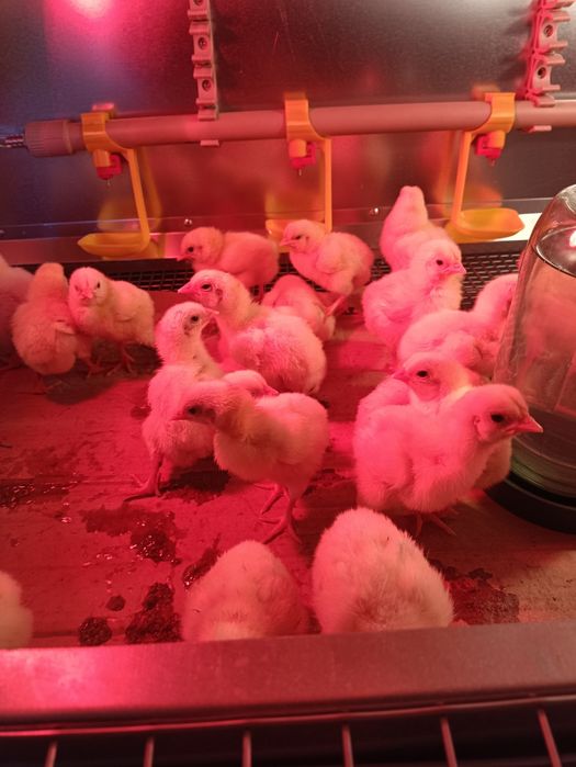 Курчата  добові українські сільські кури