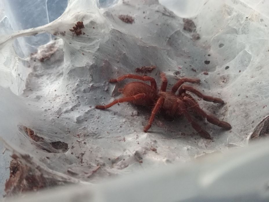 Thrigmopoeus Truculentus 2,5DC nsex