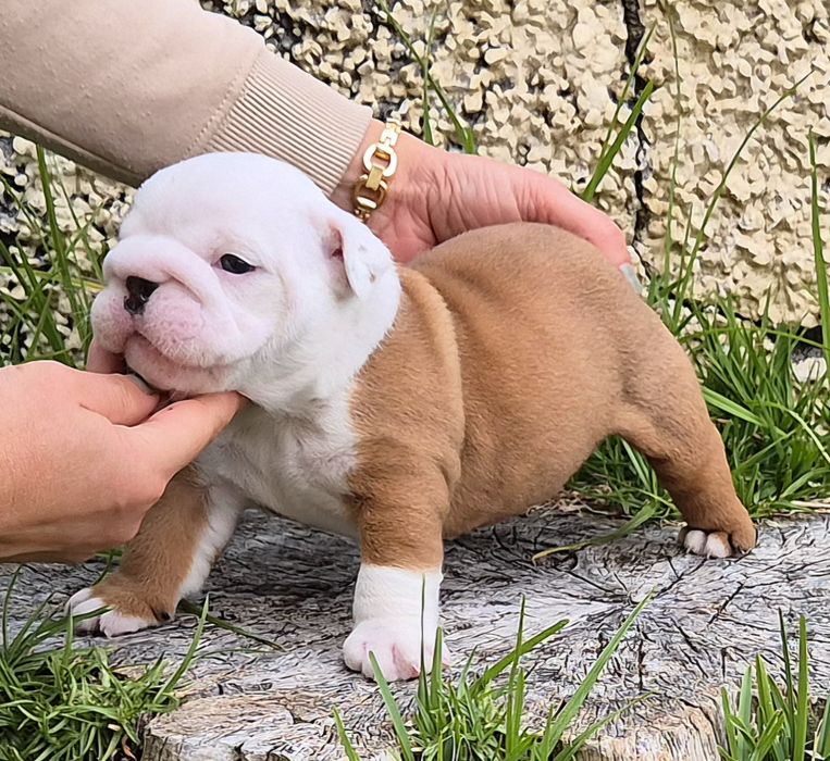 Bulldog Inglês -  com Lop, Afixo, garantia