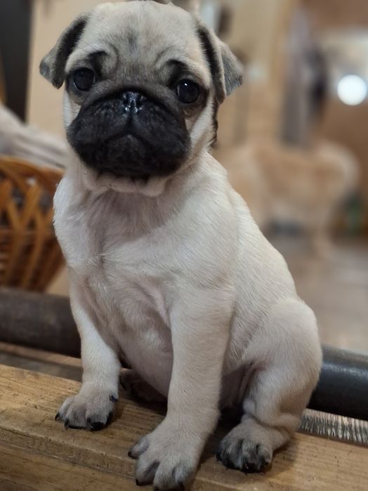 Дівчинка шукає родину.