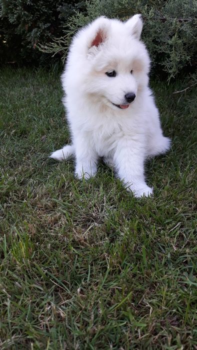 Samoyed śliczna suczka