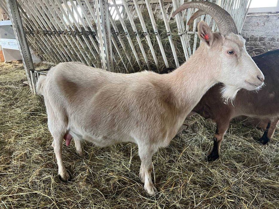 Козы  высокоудойные