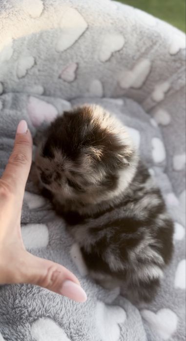Pomeranian Mini chłopiec!