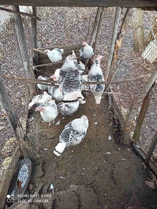 Продам дорослих індиків