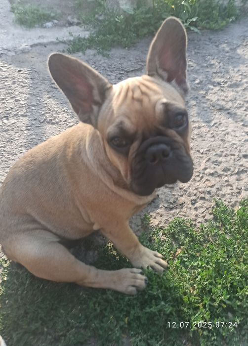 Французький бульдог