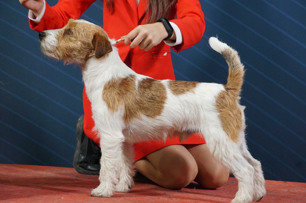 Jack Russell Terrier ZKwP FCI