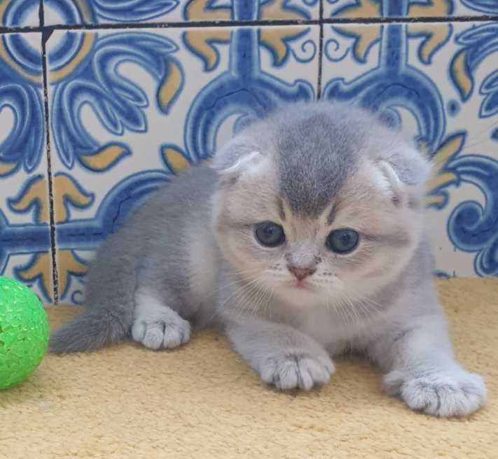 Gatinho scottish fold
