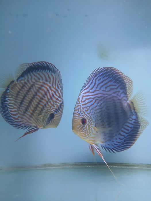 Discus juvenis vermelho turquesa - 4-6 cm