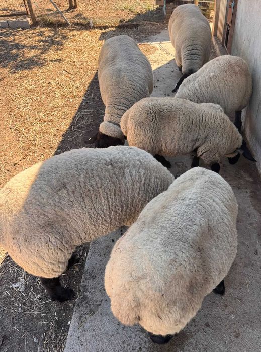 Ovelhas Suffolk com certificado