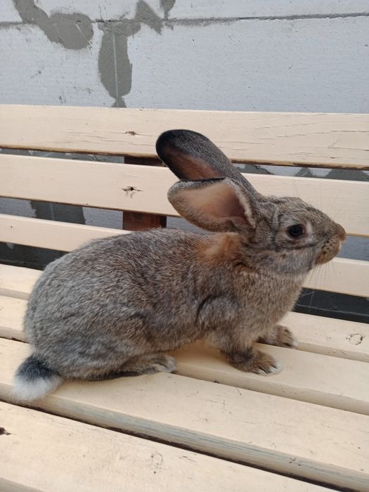 Продам кроликів Полтавське Срибло