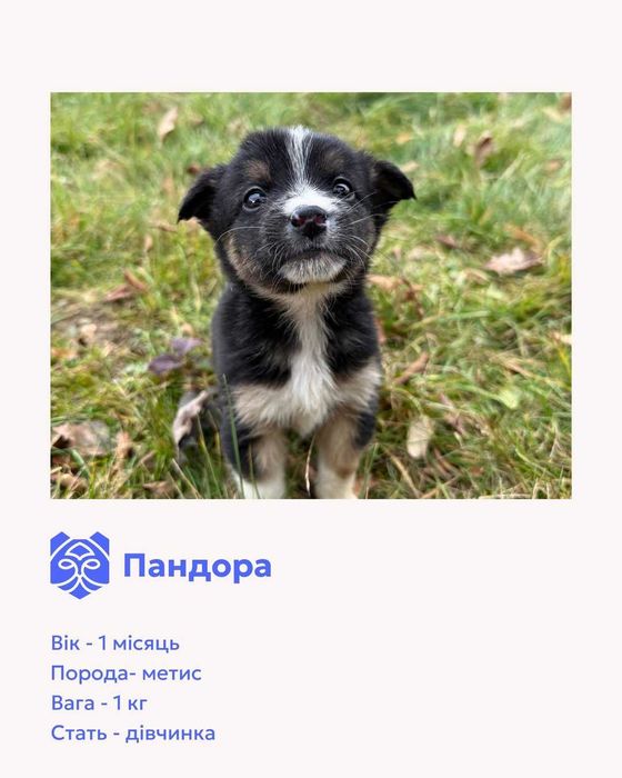 Цуценята-метиси шукають домівки.