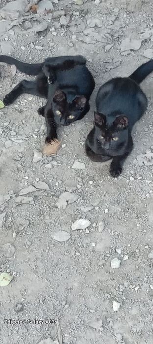 Koty do oddania za darmo