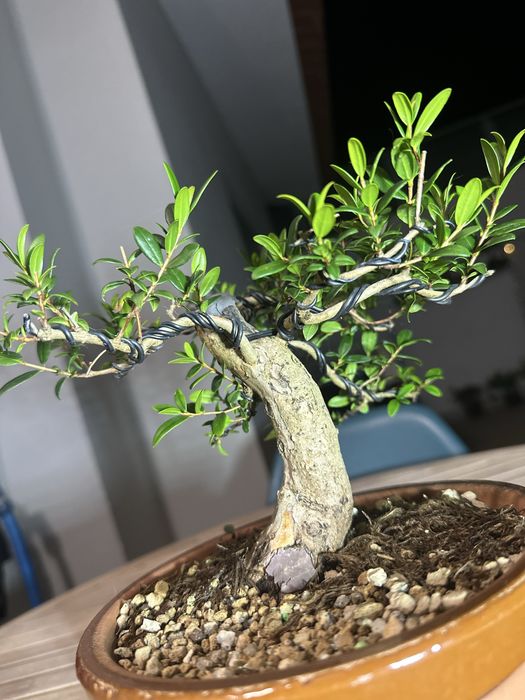 Bonsai Murta.
