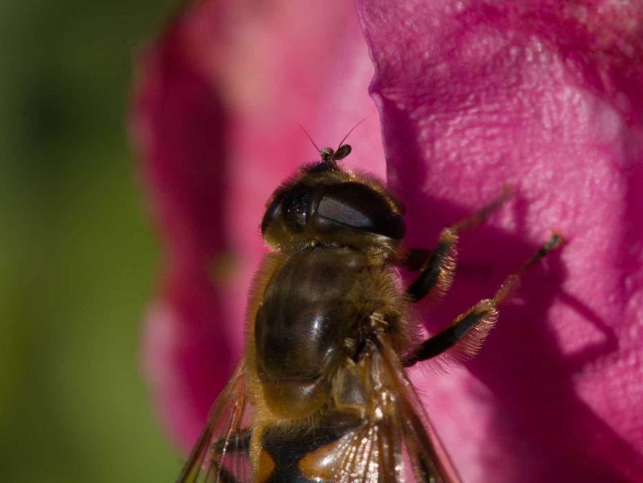Об'єктив Olympus 60mm F2.8 Macro (Micro 4/3)