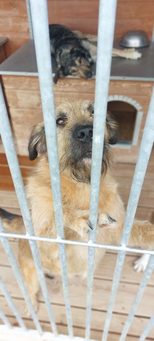 Bono - średni terrierek szuka domu