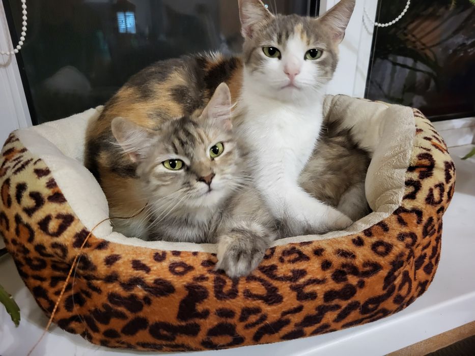 Киці, кицьки віддам у добрі руки