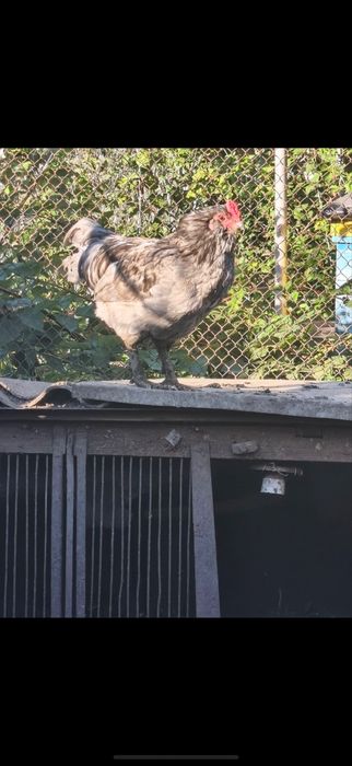 Продам Лавандового Півня Амереукана