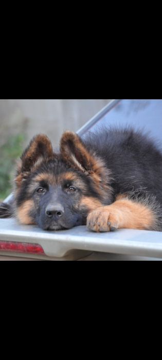Надійний друг німецької вівчарки
