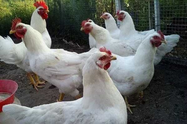 Інкубаційні яйця курей породи геркулес білий