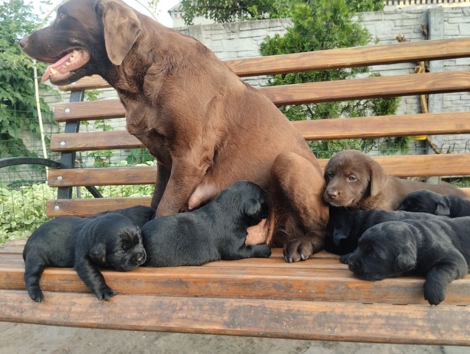 Лабрадор Ретривер щенки Питомника с Доставкой